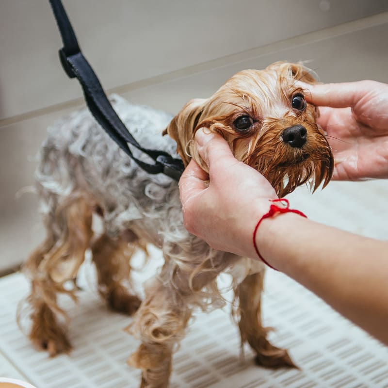 Dog Bathing & Grooming, Stockton Veterinarians
