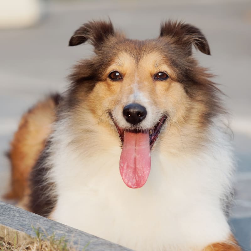 Veterinary diagnostics for dogs