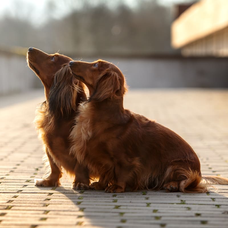 2 dogs looking upwards, Dog surgery in Stockton