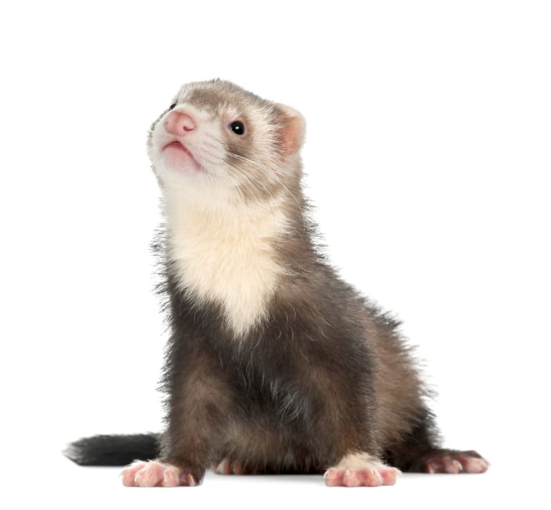 Ferrets, Bear Creek Veterinary Hospital